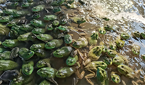 原料價(jià)格持續(xù)上漲，今年牛蛙市場(chǎng)要“牛”起來(lái)？